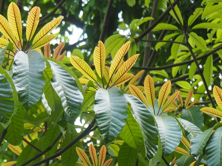 Ninety Years Of Reshaping Tropical Leafing Patterns