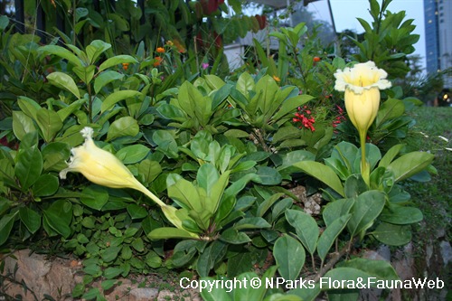 Nparks Solandra Longiflora