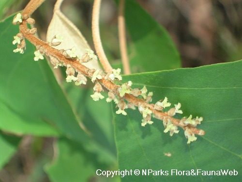 NParks Mallotus Paniculatus