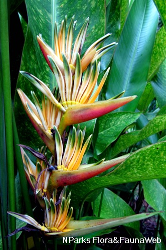 NParks Heliconia Psittacorum Spathocircinata Alan Carle