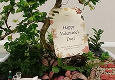 A Gift Of Love: Valentine's Day Miniature Garden Workshop