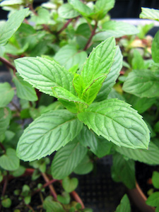 How to Grow and Care for Chocolate Mint
