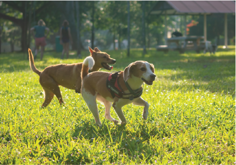 can heat stroke kill a dog