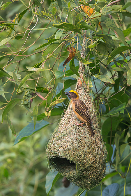 Baya Weaver2 Francis Yap