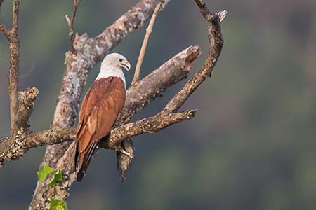 Brahminy KIte_Francis Yap