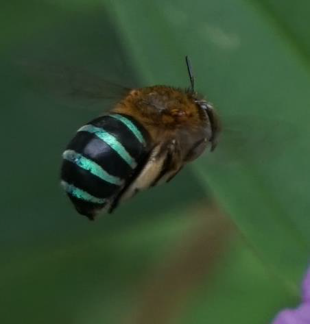 Blue Banded Bee