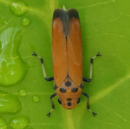 Leafhopper