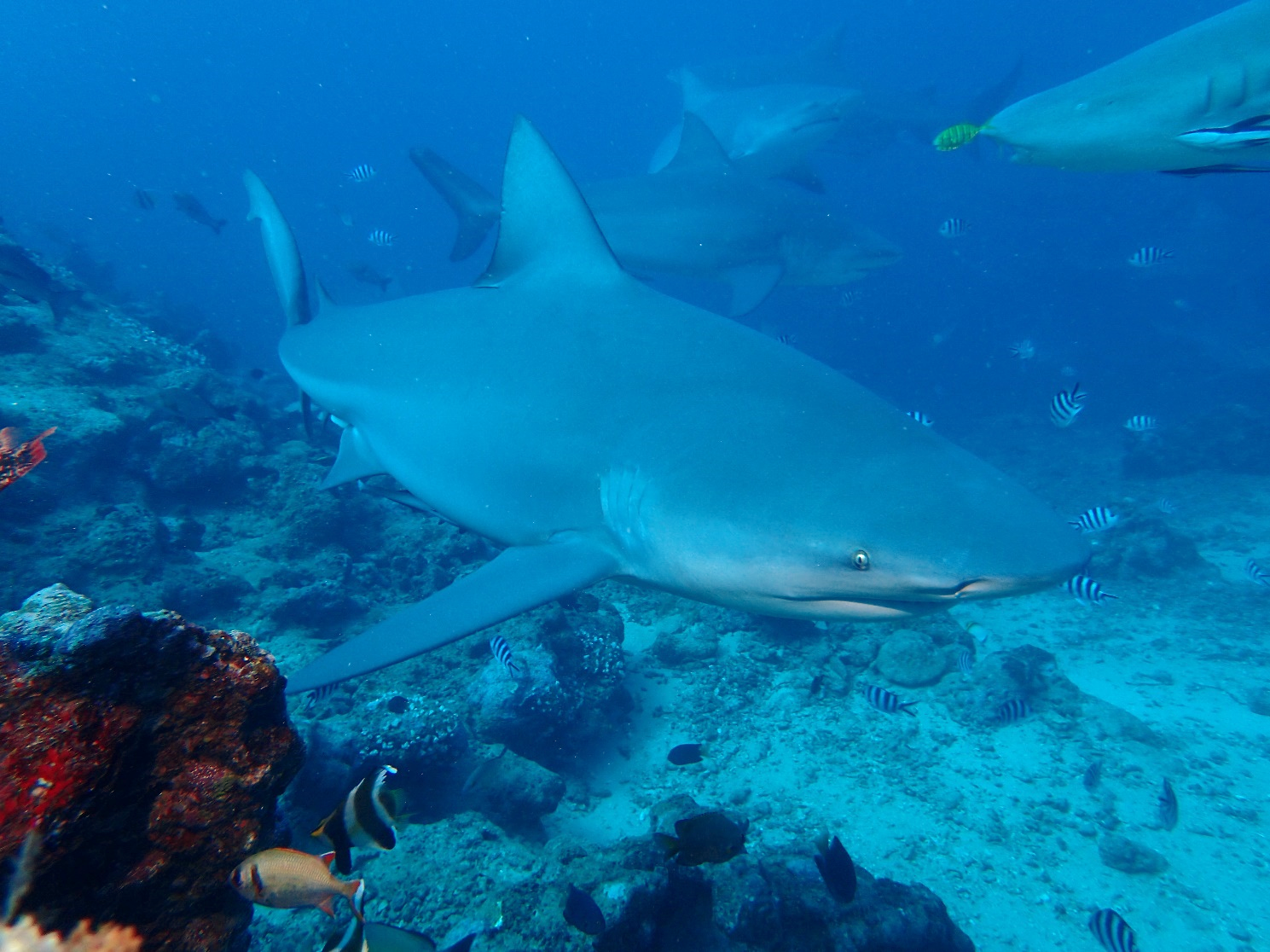 Sharks And Rays - Fauna Identification And Analysis - Centre For ...