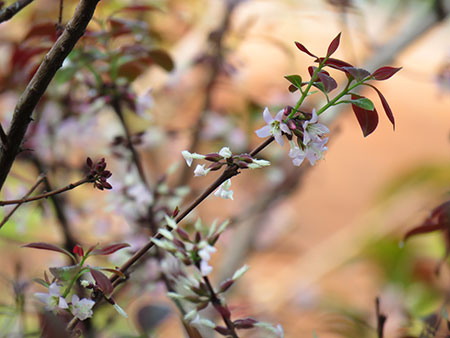 Gentle Blossoms of the White Mempat