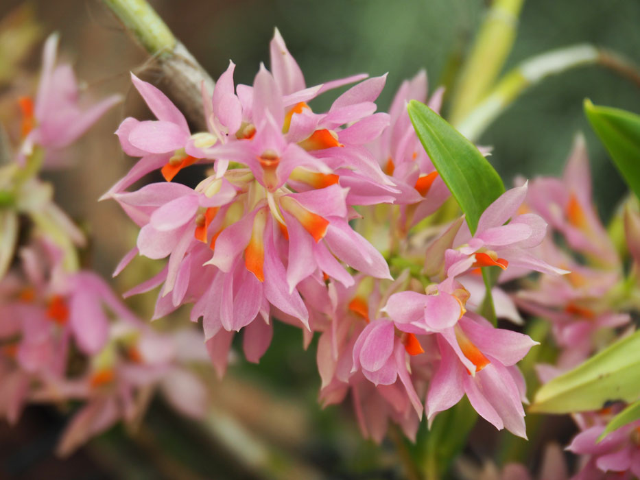 Dendrobium bracteosum