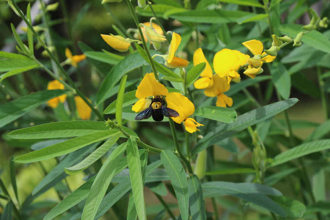 Crotalaria juncea