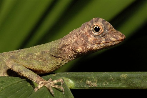 NParks | Aphaniotis fusca