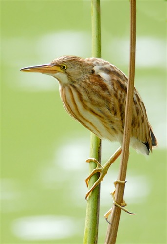 Yellow bittern deals