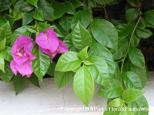 NParks | Bougainvillea glabra 'Magnifica'