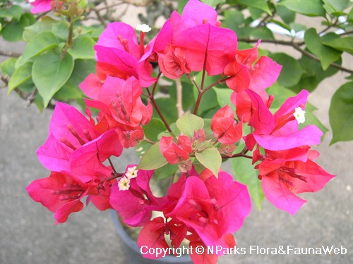 NParks | Bougainvillea glabra (red bracts)