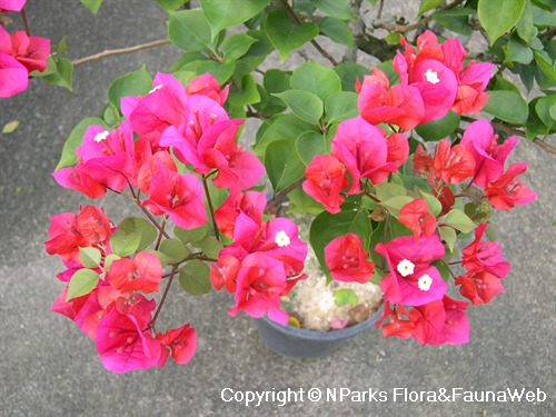 NParks | Bougainvillea glabra (red bracts)
