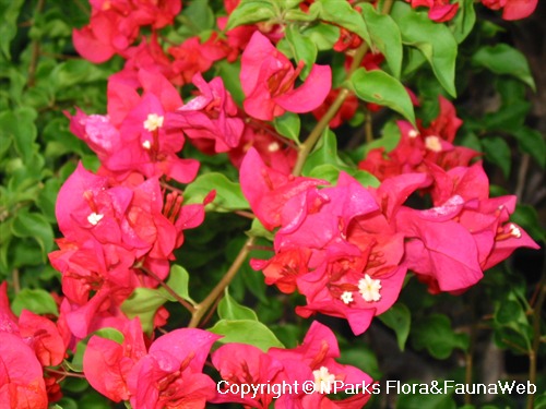 NParks | Bougainvillea 'Tomato Red'