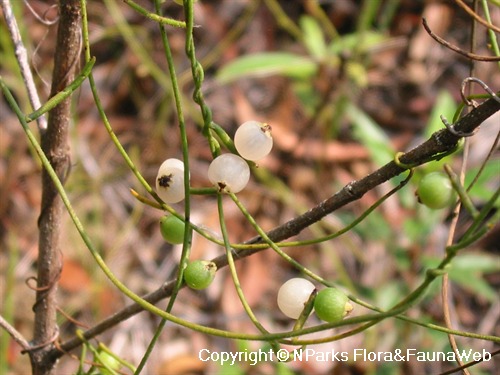 Nparks Cassytha Filiformis