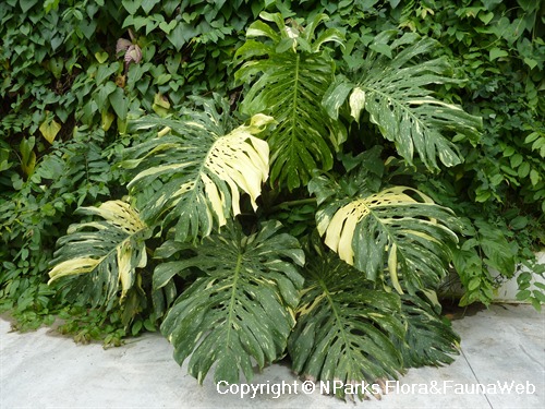 Monstera Deliciosa Albo Variegata