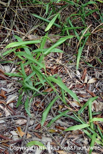 NParks | Nepenthes gracilis