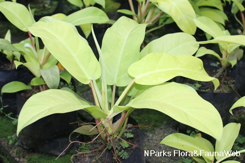 Philodendron Erubescens Gold