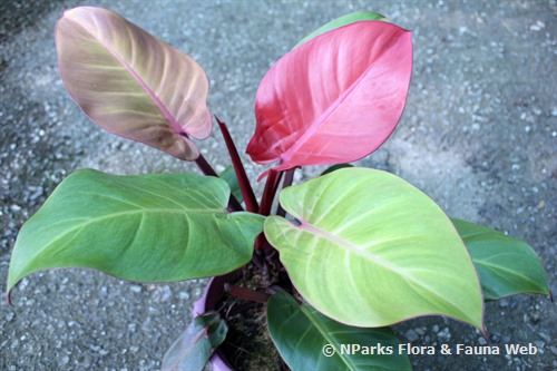 Philodendron Yellow Flame