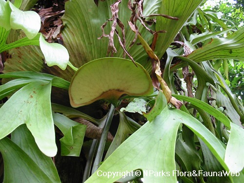 NParks | Platycerium coronarium