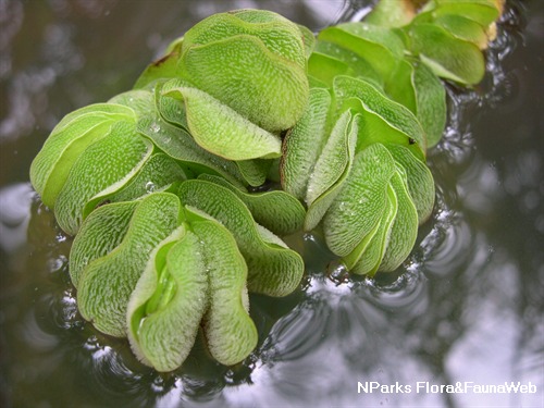 NParks | Salvinia adnata