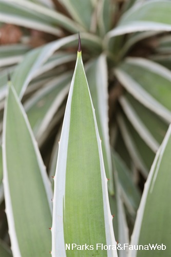 Nparks Agave Angustifolia Marginata 8214