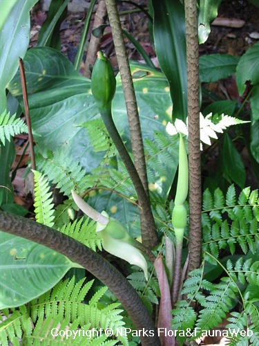 NParks | Alocasia longiloba