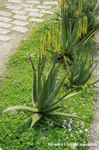 Subtropisch Medisch Imperialisme Aloe vera (L.) Burm.f.