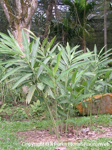 Alpinia Galanga - Find out all its Properties - HSN Blog