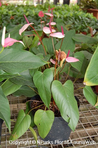 NParks | Anthurium