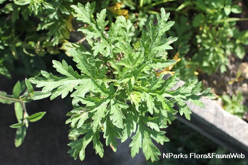 Artemisia annua and Artemisia vulgaris - what is the difference? – Dein  Artemisia-Shop