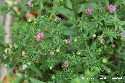 NParks | Symphyotrichum laeve var laeve