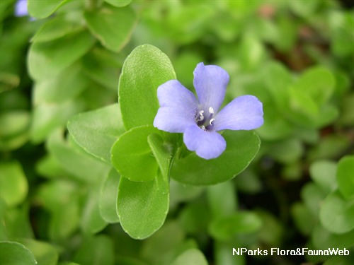 bacopa caroliniana