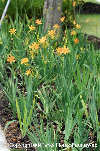 Graines-Seeds Fleur Léopard, Belamcanda Chinensis, Iris tigré