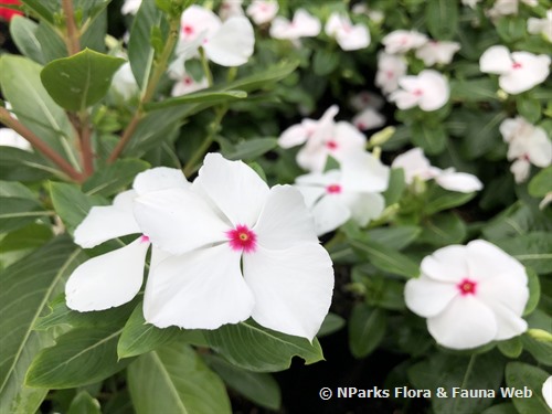 Low Maintenance Short Flowering Shrubs