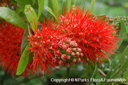 Piluki (Marathi: पिळुकी), Combretaceae (rangoon creeper fam…