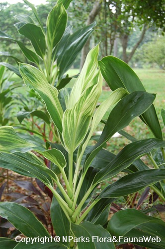 Green cordyline deals