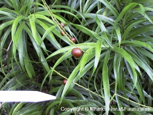 NParks | Dracaena surculosa 'Milky Way'