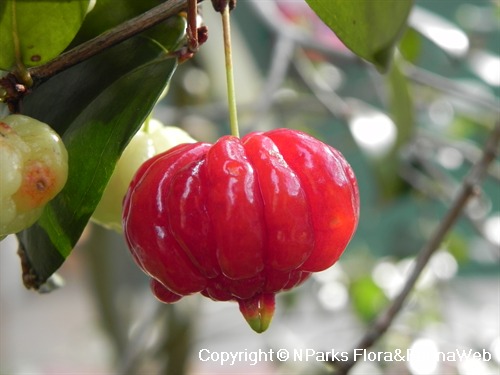 Surinam cherry store poisonous to dogs