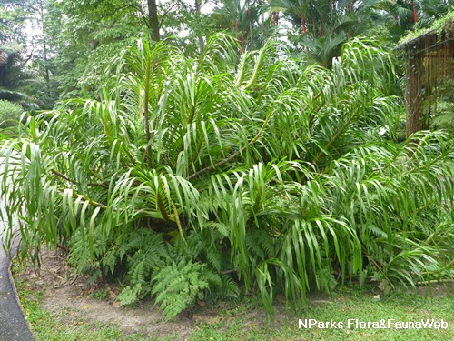 NParks | Grammatophyllum speciosum