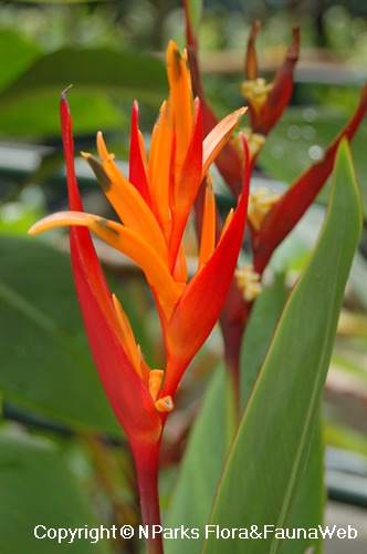 NParks | Heliconia psittacorum × h spathocircinata'Golden Torch'