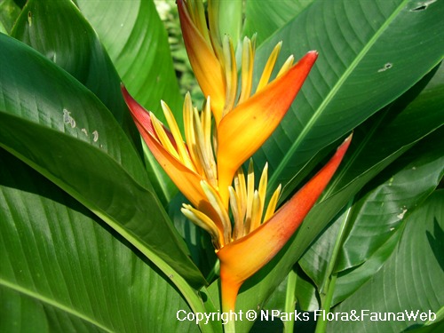 NParks | Heliconia 'Tropics'