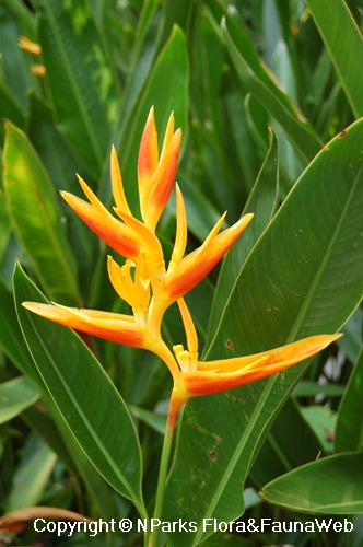 NParks | Heliconia × nickeriensis