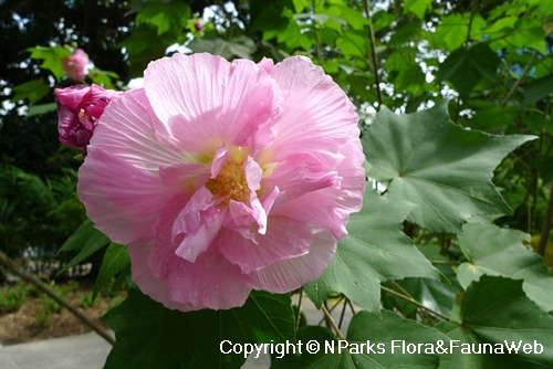 Hibiscus Flower, Rose Mallow, Trumpet-shaped Flower