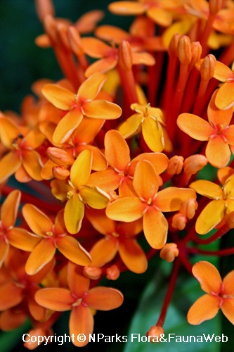 NParks | Ixora congesta