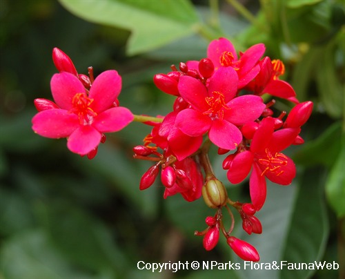 NParks | Jatropha integerrima