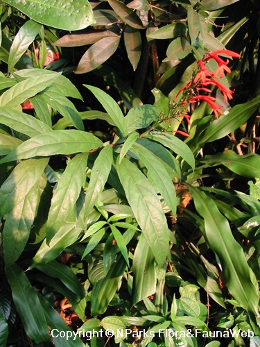 cardinal flower leaves